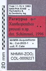 Etikett zu Ampedus pseudoflavobasalis (Schimmel, 1993)